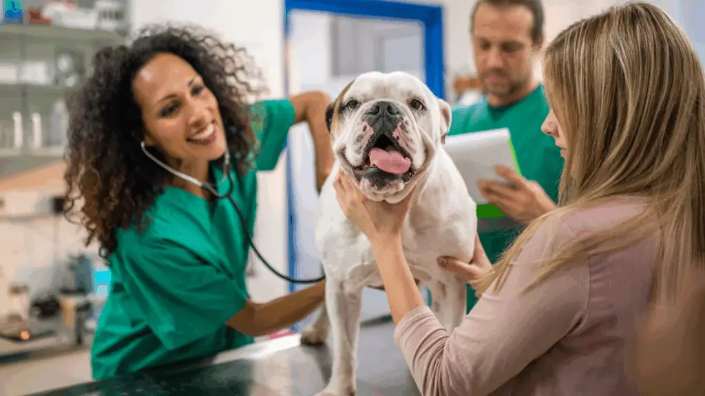 Veterinary CPA Pleasanton CA