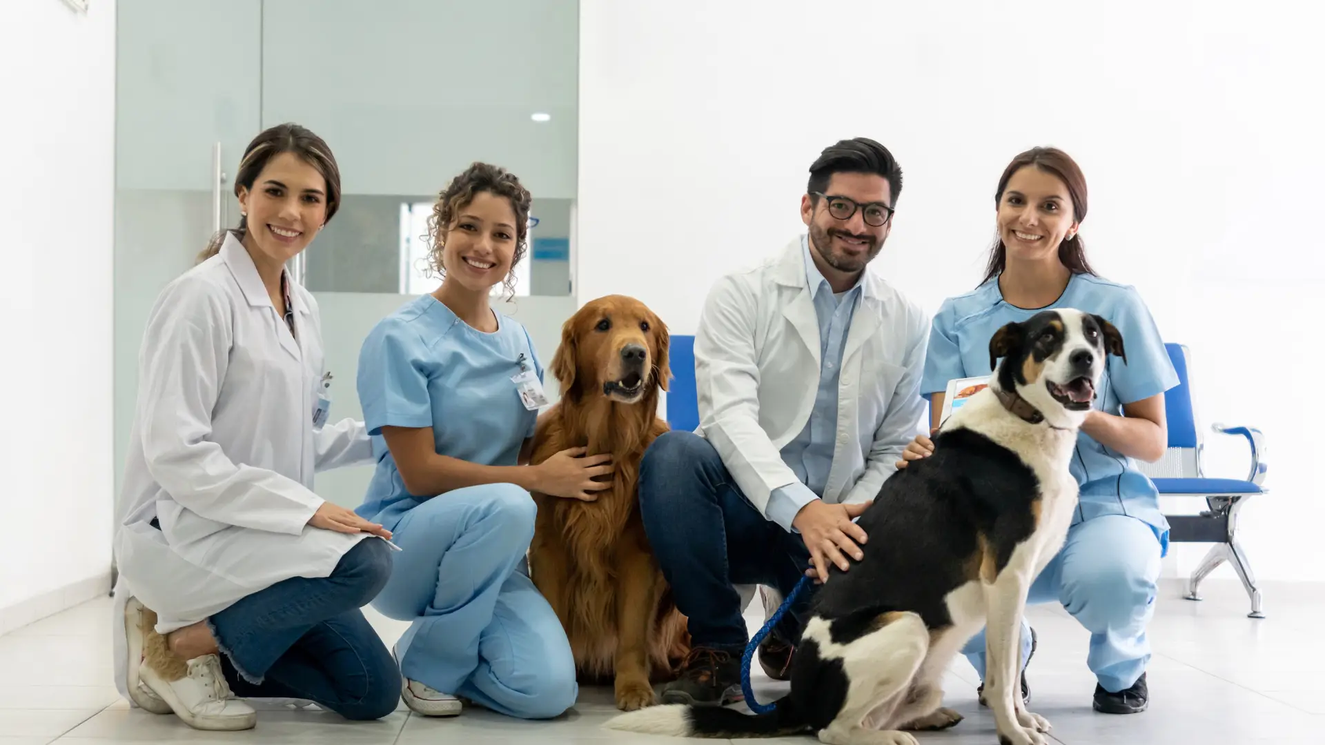 accounting for veterinary practices Pleasanton
