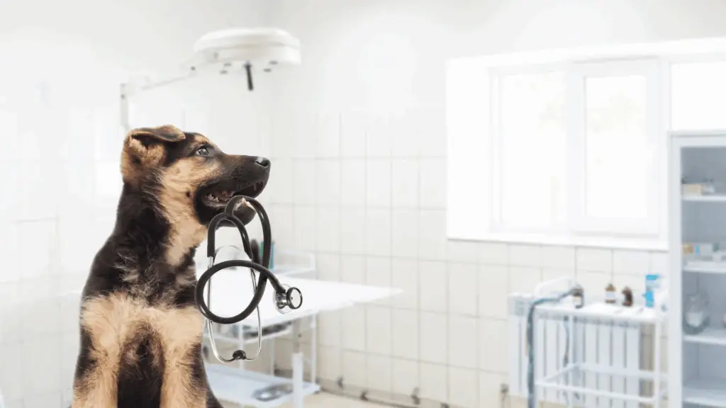 Veterinary Practice Accounting | Bookkeeping & Tax Services for Vets